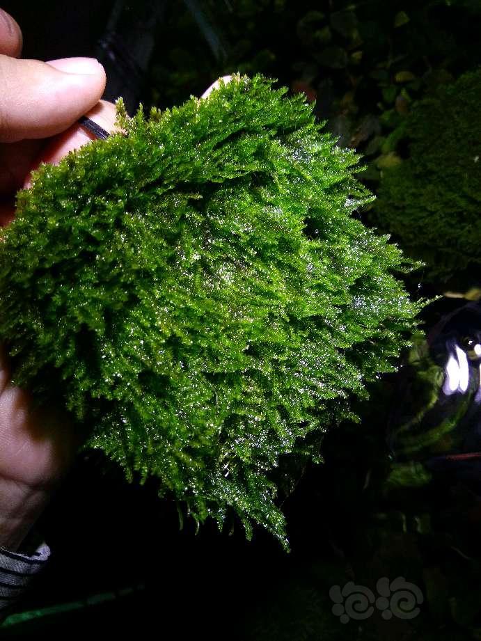 晒晒超厚的水晶莫斯