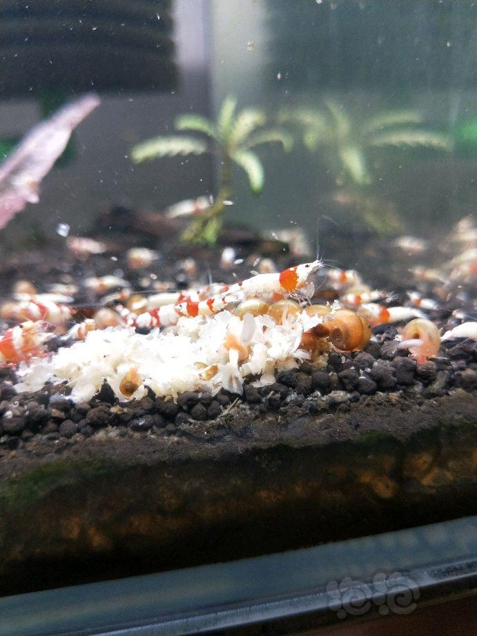 求助啊 水晶虾缸 螺多捞了一个月了还有 还有跳蚤怎么弄死他们-图3