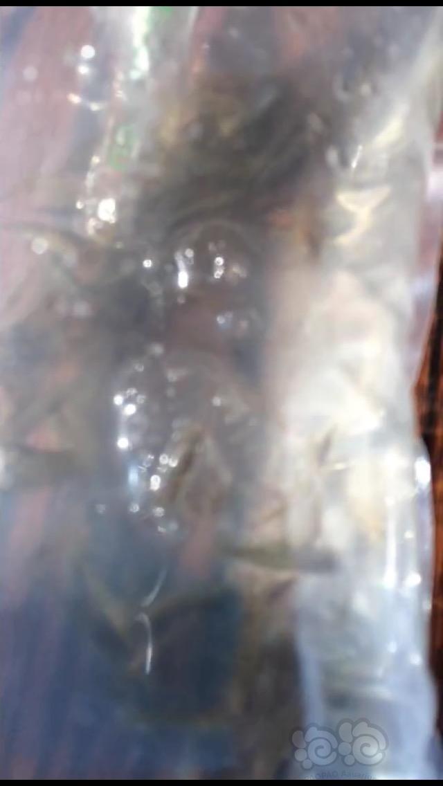 黑壳虾，神虾，-图1
