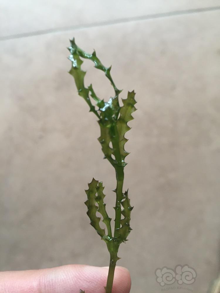 没见过的水草
