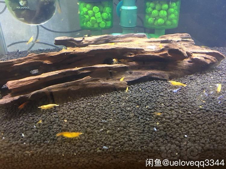 上海出自养米虾 香吉士 -图6