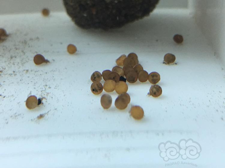 鼠鱼鼠鱼卵好坏的区分