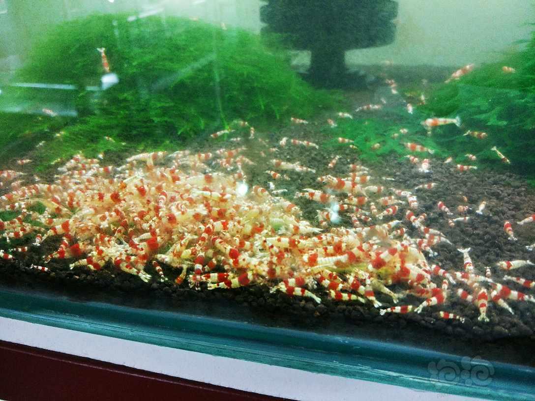 哈尔滨-安德烈水晶虾，17年最后一次优惠活动-图1