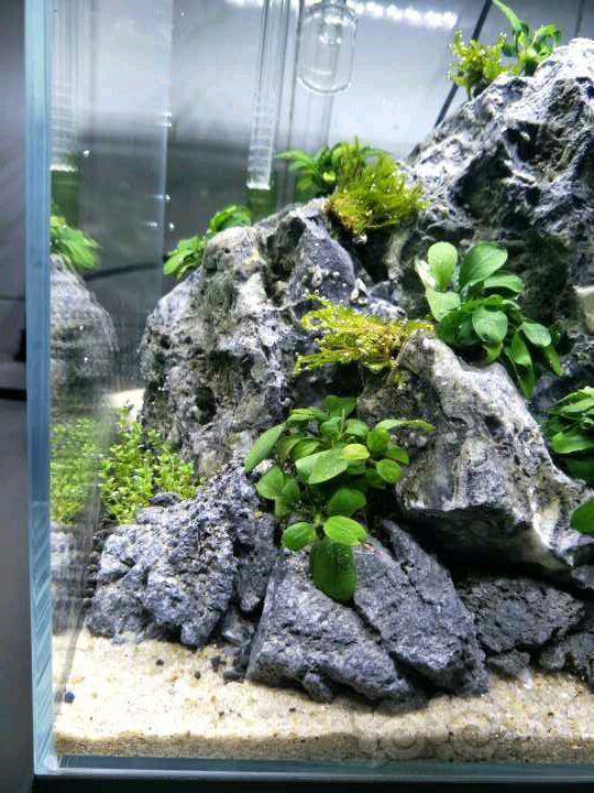 30方缸青龙石造景