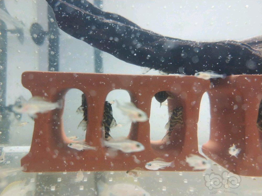 【出售】上海卖异形苗子黄马苗子收斑马贝成鱼繁殖组-图2