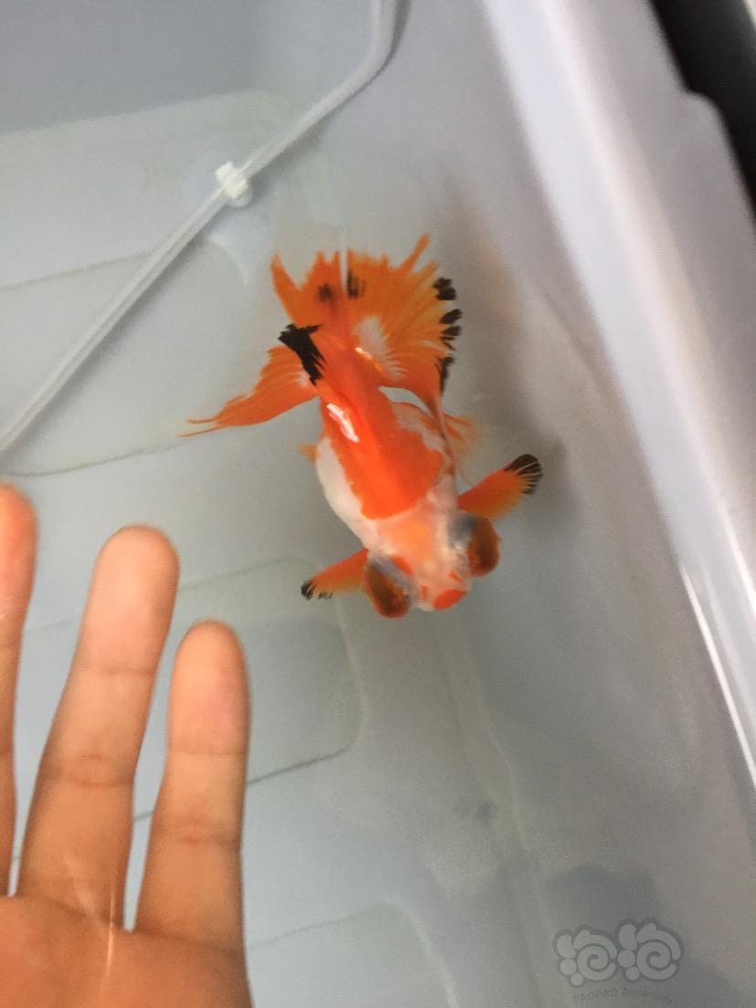 金鱼载头真的很闹心