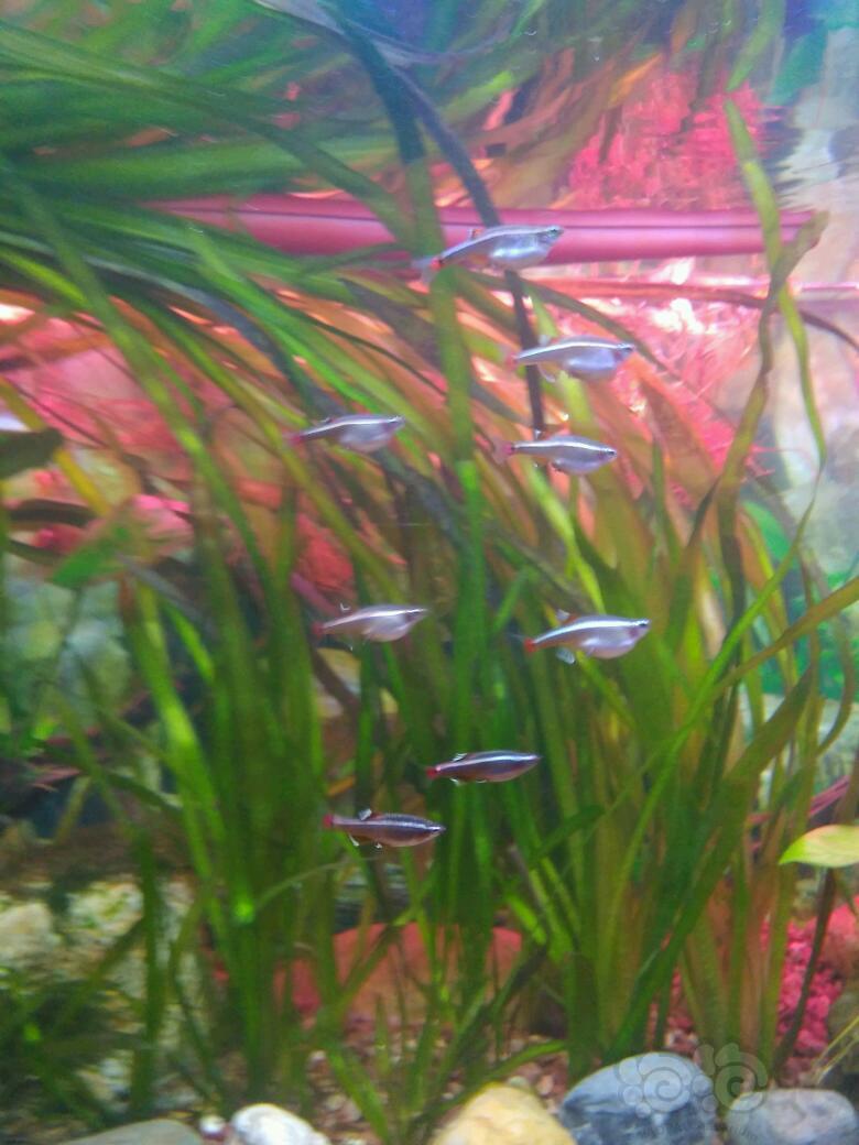 【灯科鱼】白云金丝是不是有卵了?