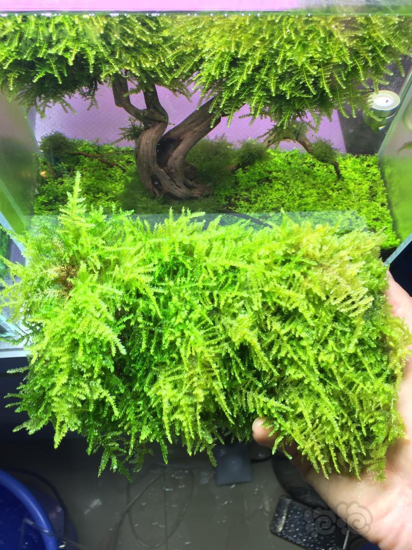 出售松茸莫斯无丝藻莫斯树首选