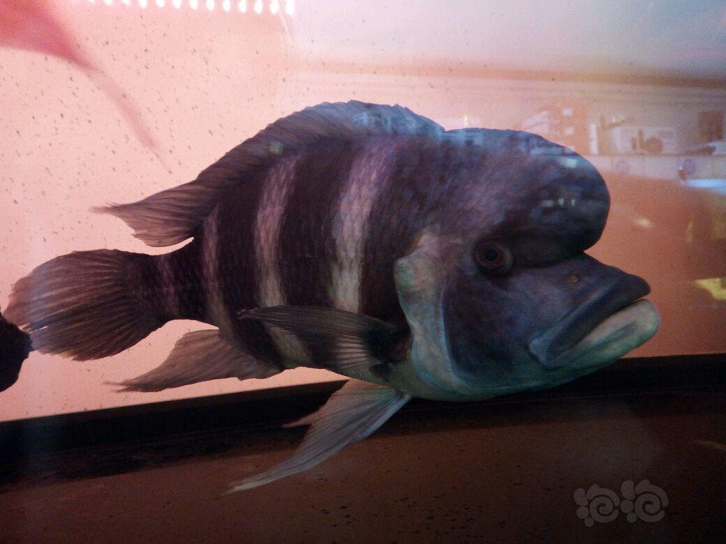 南美慈鲷稀有这么大的伊巴卡