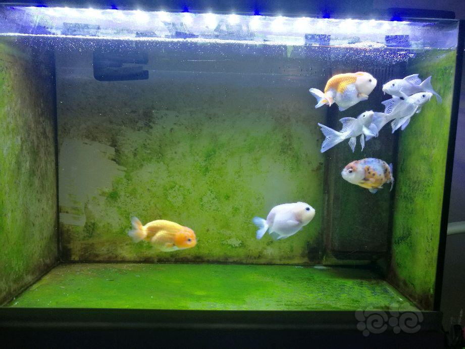 【金鱼】缸绿，水清，鱼萌-图1