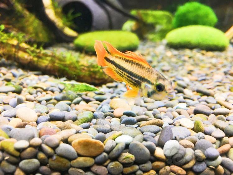 出售成都代友出一对练手短鲷橘帆凤尾