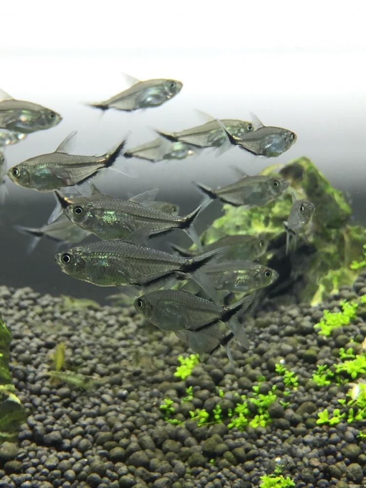 灯科鱼黑尾大勾