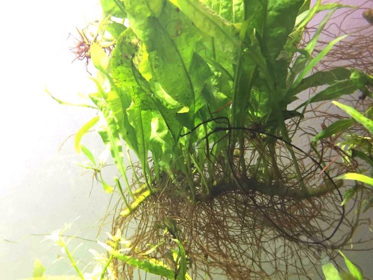 陶粒砂开缸自配液肥使用半年添加剂使用一周后水草状态