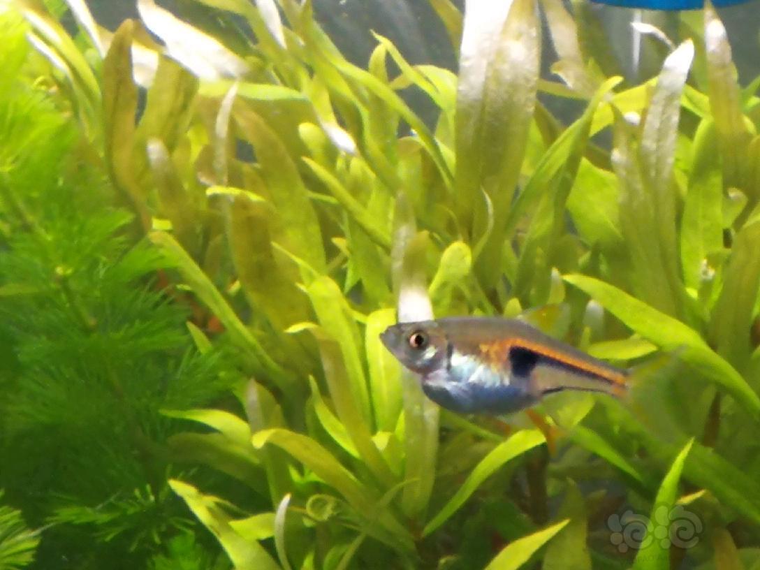 灯科鱼金三角是有喜了吗