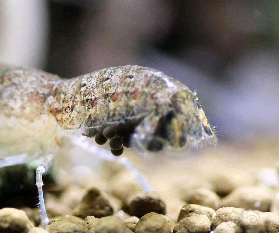 稀少的迷你螯虾