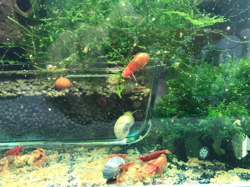 白色苹果螺少见吧