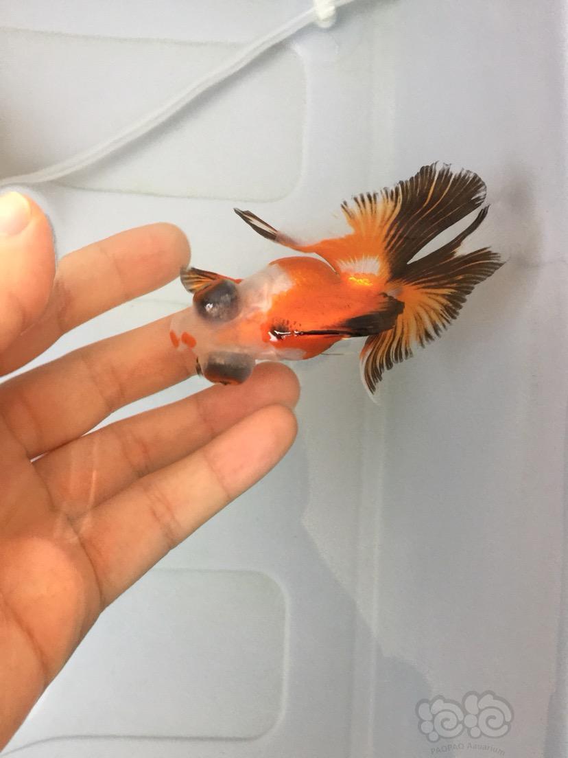 金鱼载头真的很闹心