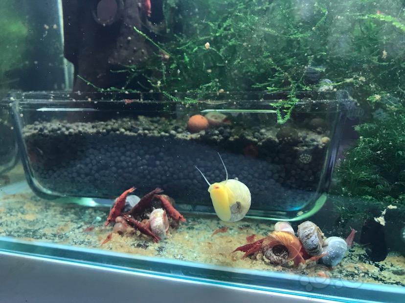 白色苹果螺少见吧