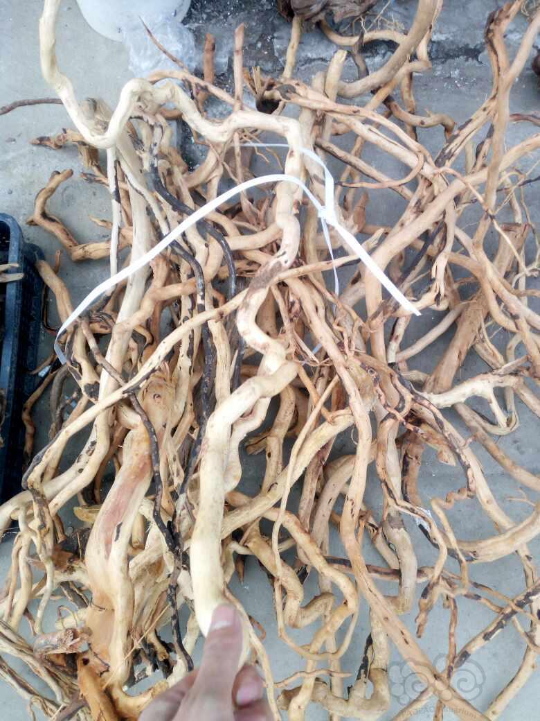 红蝴蝶,红宫廷,绿宫廷,紫丁香,豹纹丁香,圆叶丁香,红丝青叶,蜈蚣草,绿