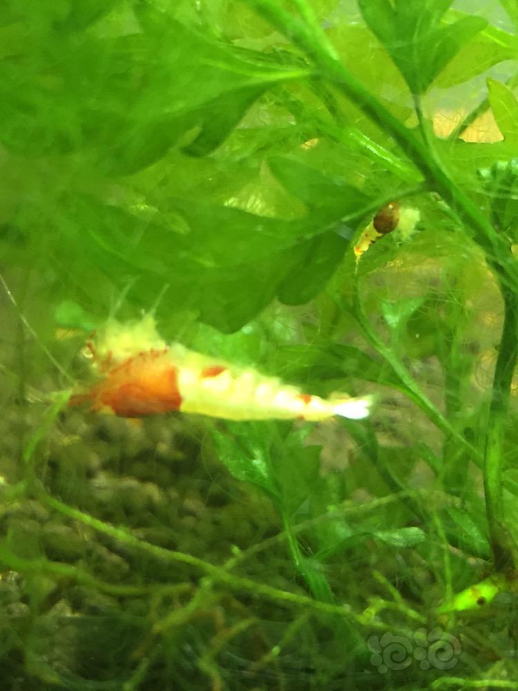 丰年虾 红虫真是好东西