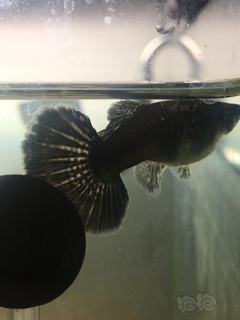 【孔雀鱼】大肚子了,不知道啥时候生