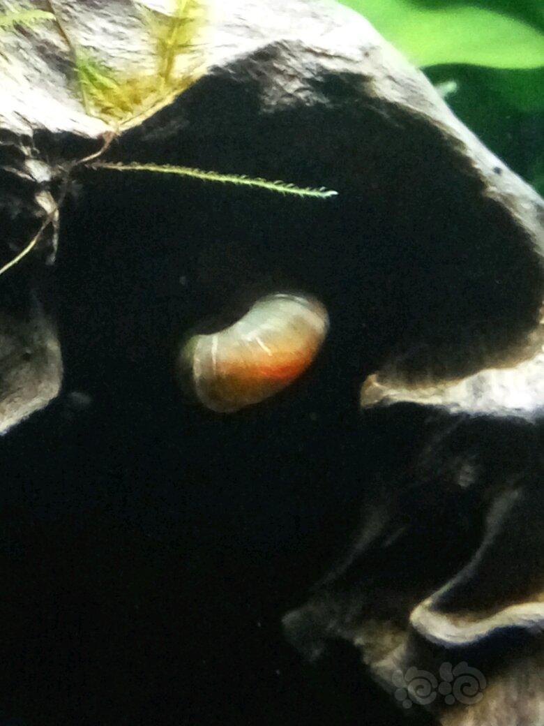 神奇的苹果螺，通过壳竟然可以看到红肉肉，太性感了-图2