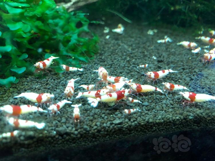 【出售】新年最后一期出售特惠纯血红白水晶虾-图3