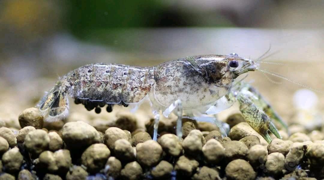 稀少的迷你螯虾