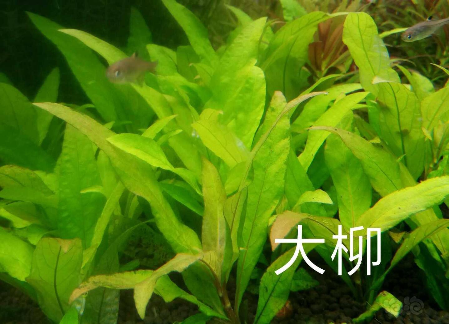 出阳性草现要现采