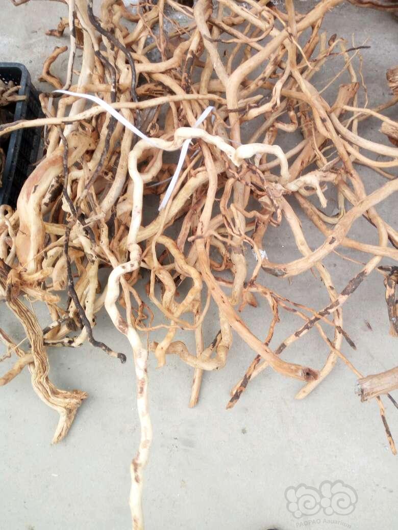 红蝴蝶,红宫廷,绿宫廷,紫丁香,豹纹丁香,圆叶丁香,红丝青叶,蜈蚣草,绿