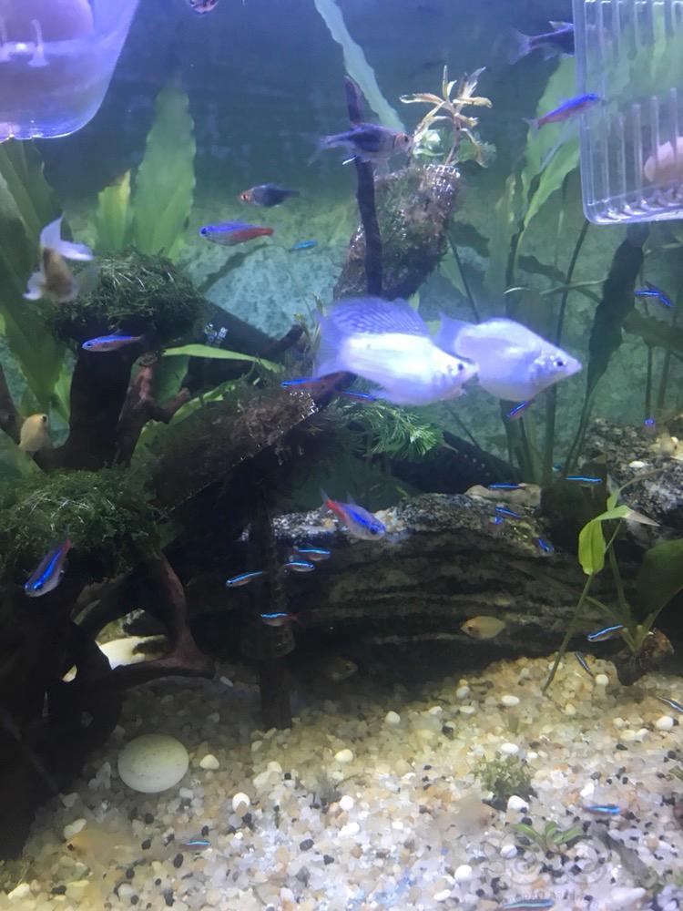 白色的也是米奇鱼吗这两天开始交配了