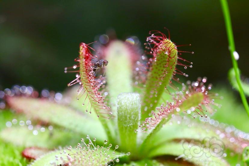 【食虫】微距下的茅膏菜捕食