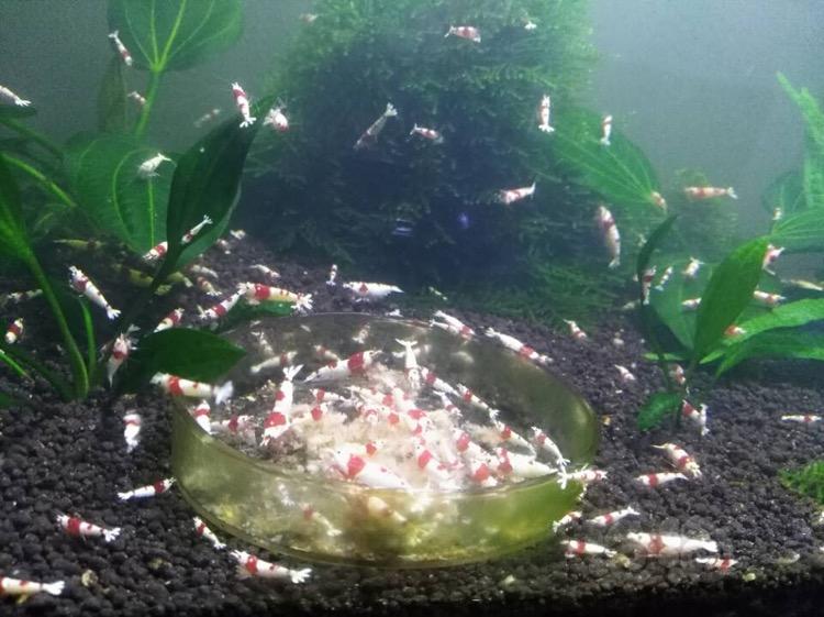 水晶虾喂食景观-图1