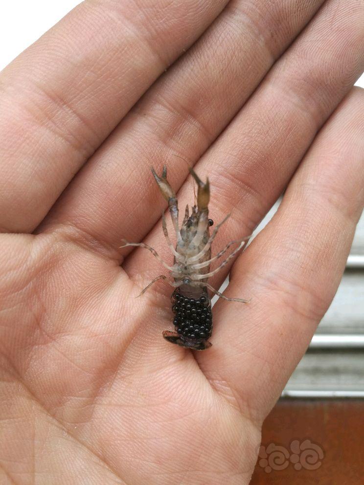 世界上最小的虾图片