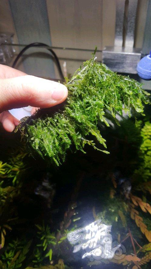 出售出垂泪莫斯大三角莫斯