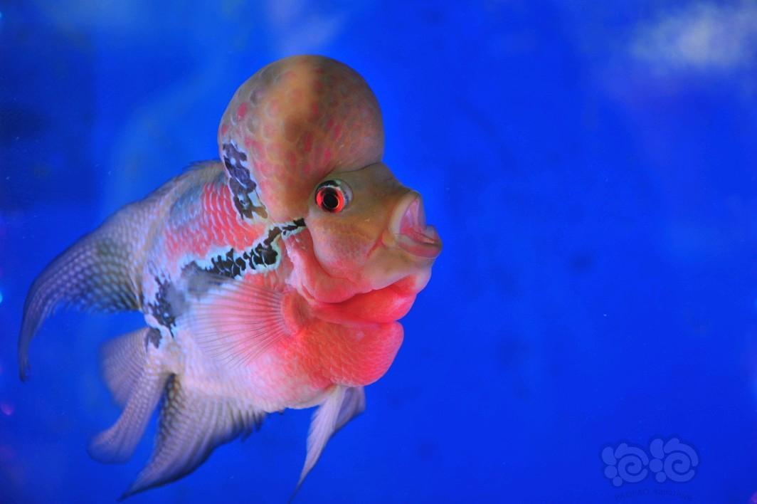 小型热带鱼 【其它】笑脸鸿运罗汉0人已赞 回复 分享 分享到微信