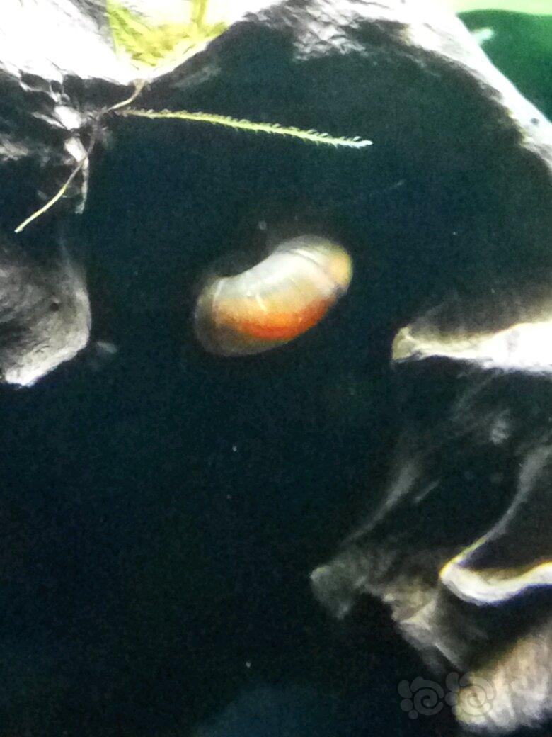 神奇的苹果螺，通过壳竟然可以看到红肉肉，太性感了-图1