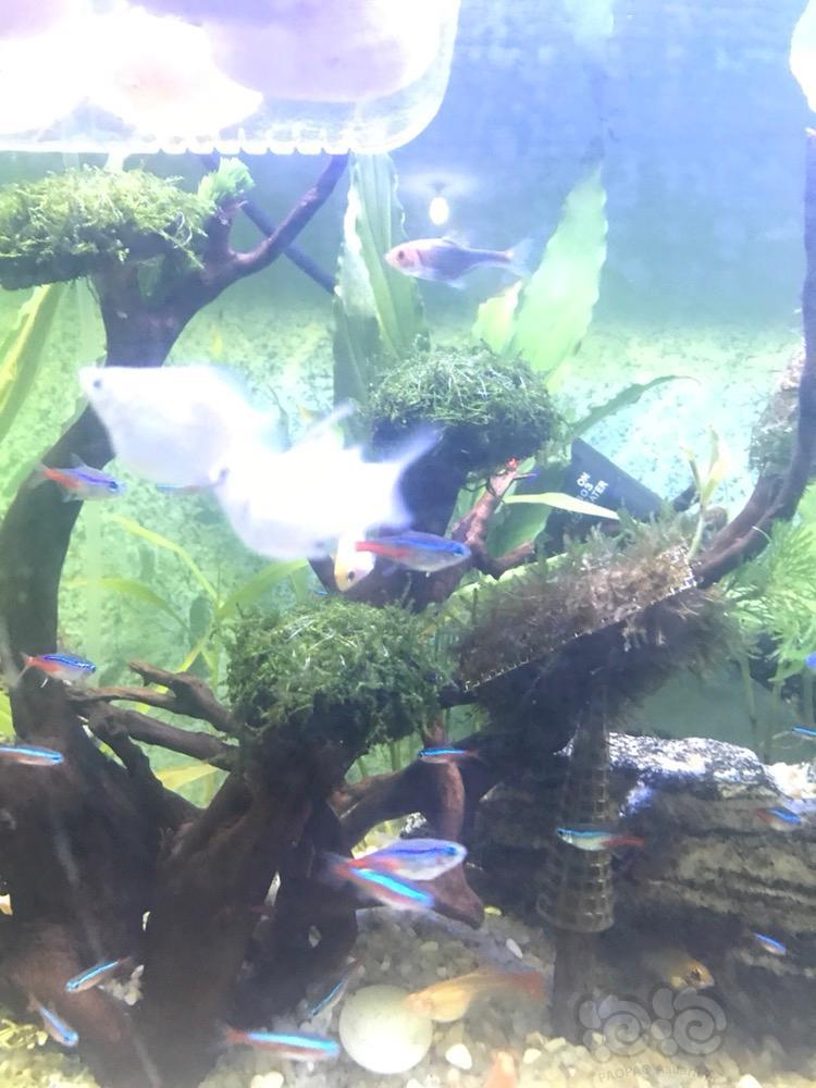 白色的也是米奇鱼吗这两天开始交配了