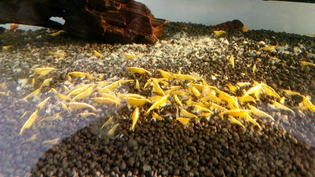 自己养的黄金米虾-图2