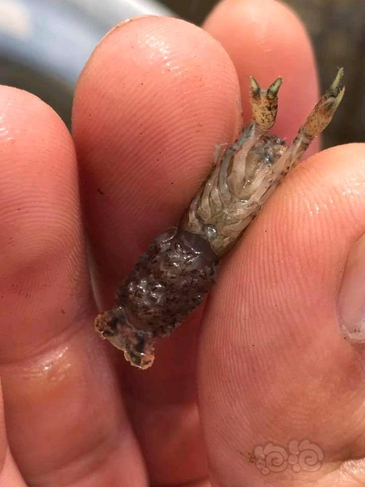 稀少的迷你螯虾