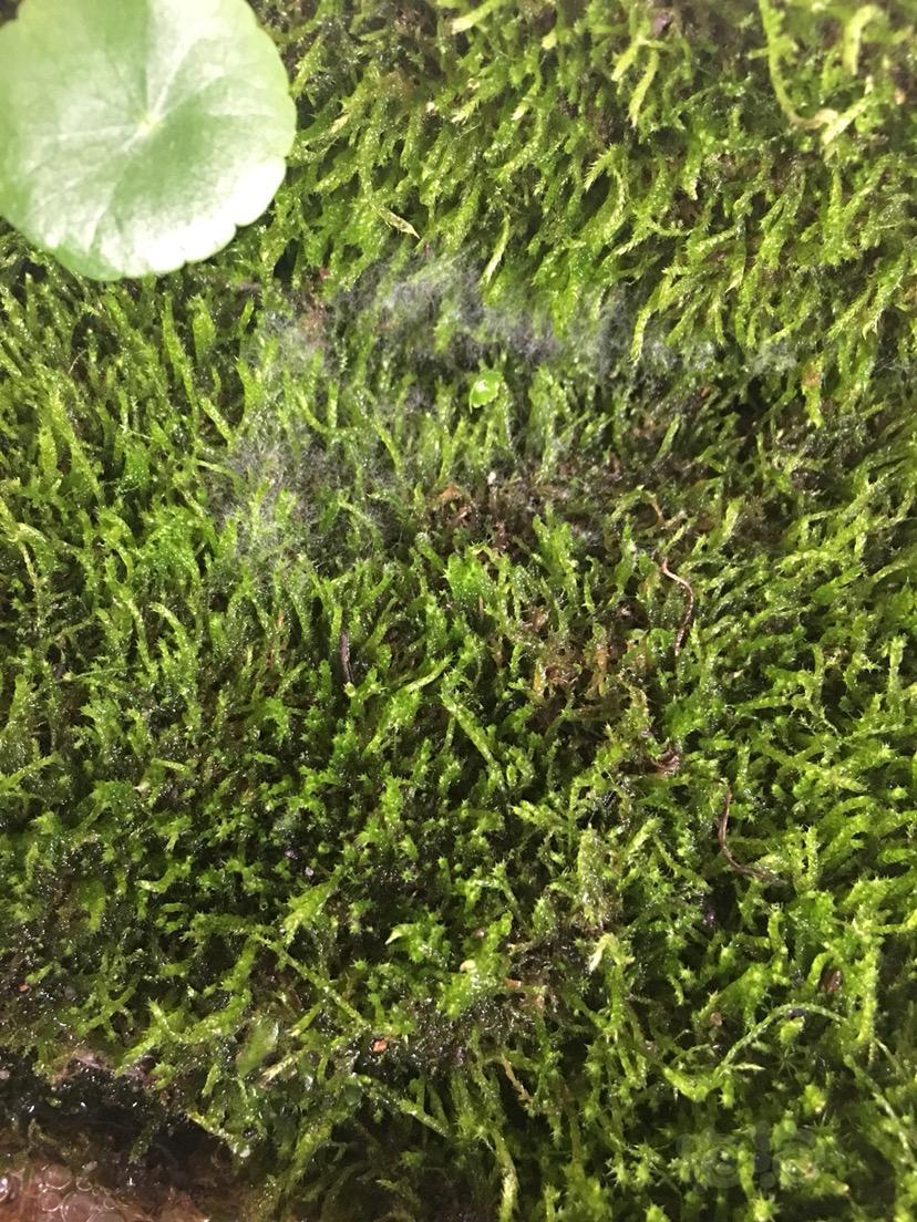 水陆求助苔藓长白毛了怎么办
