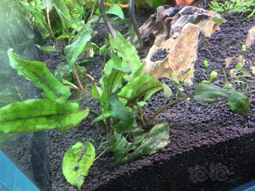 刚开缸椒草溶叶问题怎回事