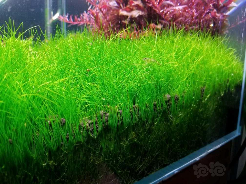 出售迷你牛毛新年首出