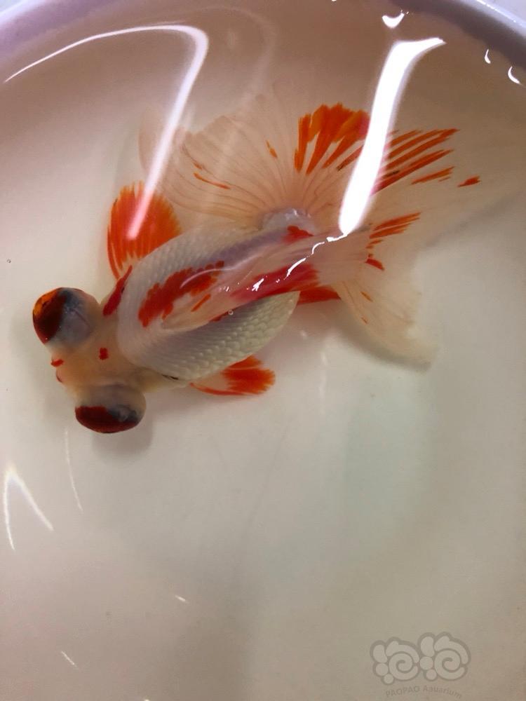 【金鱼】缸里蝶尾好多啊! - 泡泡水族