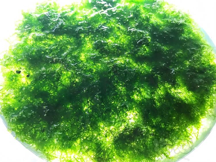【水草】2018-01-16#RMB拍卖珊瑚莫丝散叶一份-图3