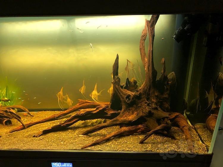 【神仙鱼】给埃及缸换个景.