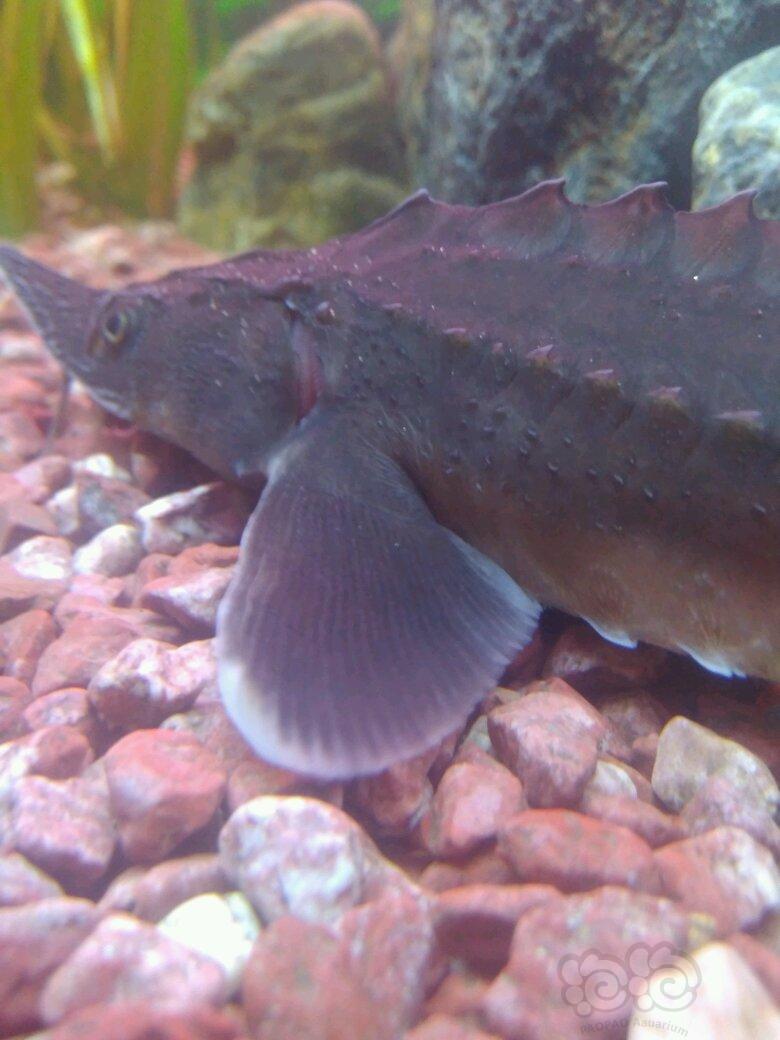 国内原生鱼晒下小鲟的特写