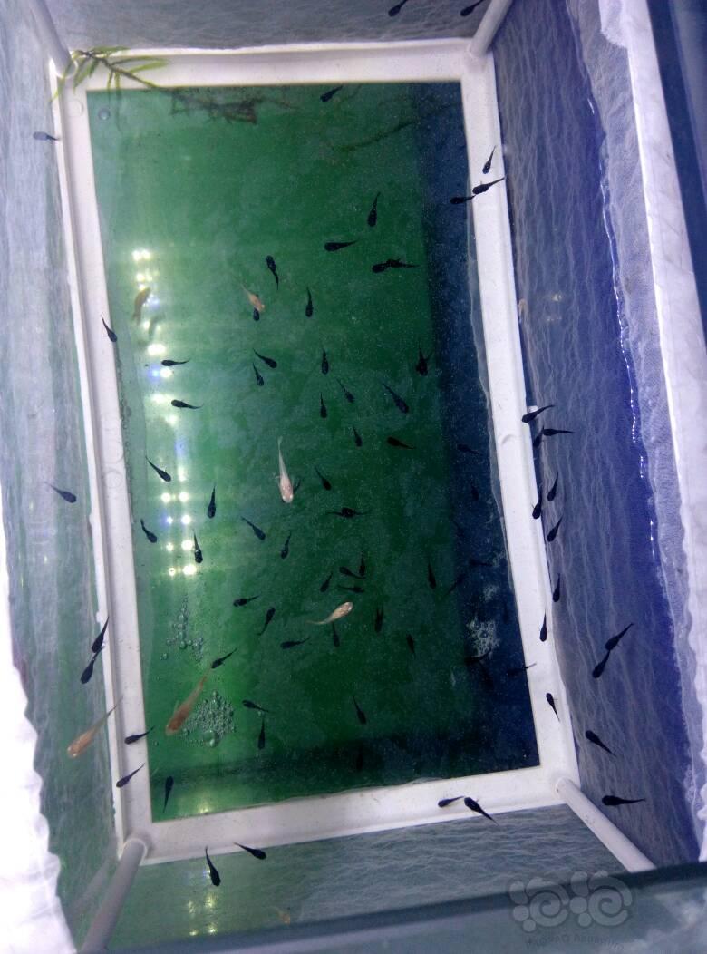 孔雀鱼小鱼苗黑玛丽