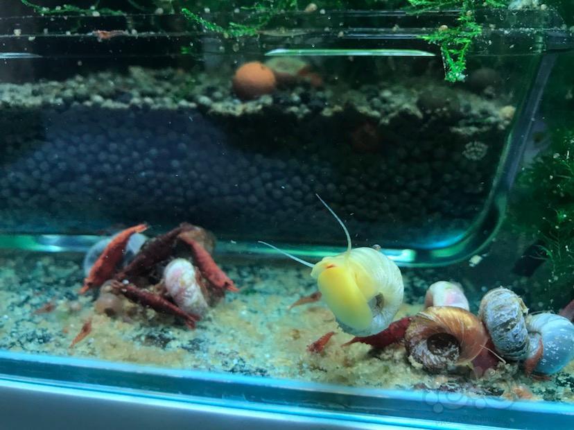 白色苹果螺,少见吧