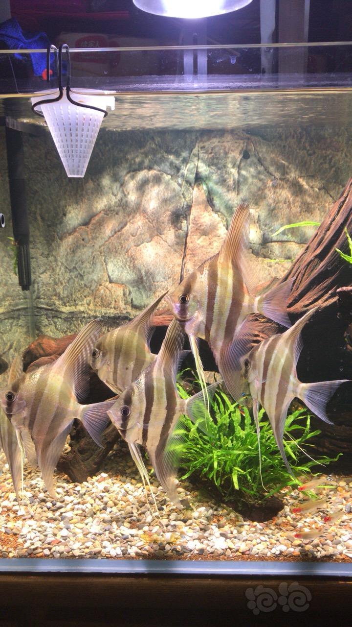 神仙鱼晒晒阿塔巴布的野生埃及